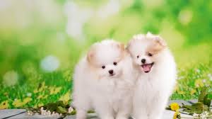 All our beautiful puppies are come from our professional private breeders. Pomsky Puppies For Sale Pomsky Breed Profile Greenfield Puppies