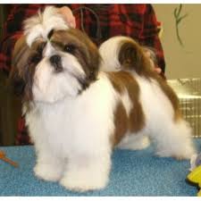 Shih tzus were bred to be a companion, and that is exactly what your puppy will be. Fantasy Shih Tzu Shih Tzu Breeder In Green Lake Wisconsin