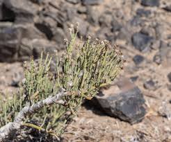 Image result for Arthraerua leubnitziae