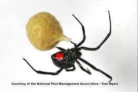 Black widows are one of the most commonly encountered spiders in the garden. The Black Widow A Venomous Type Of Spider Pestworld