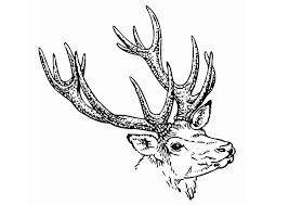 Natur, tiere, rehe, hirsche, fluss, blumen, blumenwiese, regenbogen, jahreszeiten, landschaften, herbstbilder, herbstlandschaften, berge, allee, wiesen, schneeflocken, tal, bergsee, nebel, bäume, blätter, wälder, wasserfall, brücke, sonnenuntergänge im herbst, seen. Malvorlage Hirsch Kostenlose Ausmalbilder Zum Ausdrucken Bild 12904