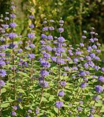 Other than this, they require little maintenance. Top 10 Hardy Plants For Late Summer Thompson Morgan