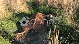 Dead Animal Cow Carcass Stock Footage Ad Cow Animal Dead Footage Animals Cow Stock Footage