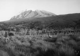 Image result for Cyperus pseudoleptocladus