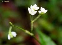 Image result for Persicaria strigosa