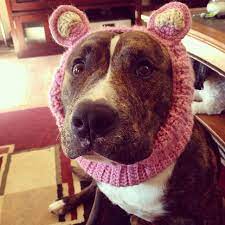 The Pattern Is Written For A Large Dog But Can Fit Most Medium Dogs Corrections For Small Dogs Are In Parenth Crochet Dog Clothes Crochet Dog Hat Crochet Dog