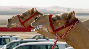 The fastest of horses is also a sprinter. The One Million Dollar Camel Race Wild Arabia Bbc Earth Youtube