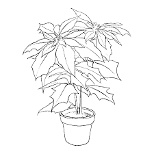 Como dibujar una noche buena dibujos fáciles para dibujar paso a paso dibujos para niños aprende a dibujar imágenes sencillas paso a paso. Flor De Nochebuena Para Colorear E Imprimir