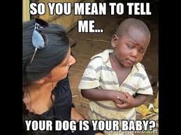 Little Dogs Are Not Babies Youtube