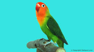 Check spelling or type a new query. Begini Cara Beternak Burung Lovebird Supaya Cepat Bertelur