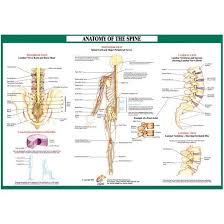 Chartex Spine Anatomical Chart Nerves