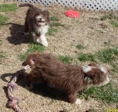 Welcome to pets4you, the premier source of the finest breeders for over 25 years. Bearded Collie Puppy For Sale Adoption Rescue For Sale In Ava Missouri Classified Americanlisted Com