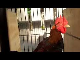 Ayam magon asli adalah jenis ayam aduan istimewa yang di hasilkan dari kawin silang antara ayam pama dengan ayam saigon. Ninja Sangat Kejam Ga Rugi Di Buat Main Youtube