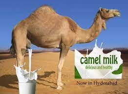 Know about the top 9 camel milk health advantege and disadvantage and milk benefits complete guide of camel milk and it's benefits. Benefits Of Camel S Milk Steemit