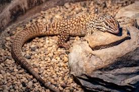Ackie Monitor Care Sheet Temperament Enclosure Setup Everything Reptiles Varanus species ackie's have become a popular pet because of their size ,temperament and relative ease to care for. ackie monitor care sheet temperament