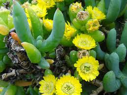 We did not find results for: Scopelogena Verruculata World Of Succulents Succulents Blooming Succulents Growing Succulents