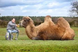 Please do not review this item. Pin On Camel Relatives