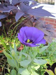 Image result for eustoma lisianthus in garden