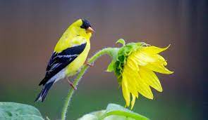 If you see birds in your backyard or neighborhood that you can't identify from the photos here, you can try the free online identification guide, that gives good field marking. 15 Common Backyard Birds To Know Birding Basics