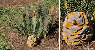 Image result for Encephalartos