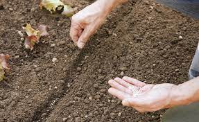 Am richtigen standort entwickelt sich die fläche in einen artenreichen lebensraum. Aussaat Pflanzen Zeiten Und Tipps Mein Schoner Garten