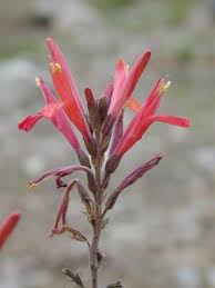 Image result for Justicia capensis