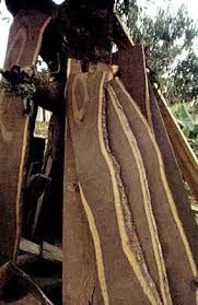 Image result for Oldenlandia angolensis