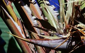 Image result for Strelitzia alba