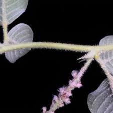Image result for Indigofera flavicans