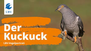 It is a brood parasite, which means it lays eggs in the nests of other bird species, particularly of dunnocks, meadow pipits, and reed warblers. Der Kuckuck Cuculus Canorus Steckbrief Mit Gesang Vogelarten Kennen Lernen Mit Den Experten Youtube