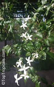 Image result for Jasminum fluminense