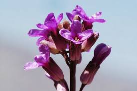 Image result for Erythrococca polyandra