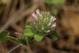 Image result for Trifolium squarrosum