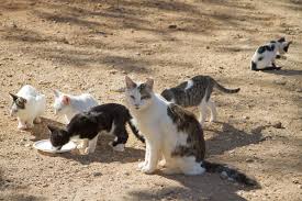 Cats maintain close social interactions by engaging in bonding behaviors called allorubbing and allogrooming. What Are Cat Colonies