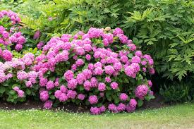 Cette variété est remarquable par son feuillage panaché rose et pourpre. Top 20 Des Plus Beaux Arbustes A Fleurs M6 Deco Fr