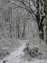 Wir zeigen dir, wie du deine winterbilder optimieren kannst, damit der schnee weiß wirkt. Hintergrundbilder Winter Im Wald