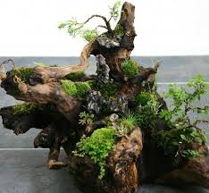 Image Result For How To Plant Bonsai In Paludarium Terrariumideasunique Miniature Garden Garden Terrarium Zen Garden