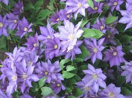 The germination process is determined by the variety of clematis you are growing. From The Ground Up Tips Can Help Prune Maintain Clematis The Gazette
