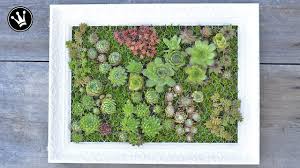 Diy Mit Sukkulenten Bepflanzter Bilderrahmen Vertikaler Garten Ha Hangender Garten Vertikaler Garten Krautergarten Palette