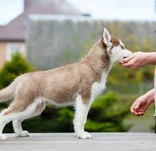 This will usually startle the dog or puppy and will reinforce the verbal instruction. Puppy Chewing How To Stop A Puppy From Chewing On Your Hands