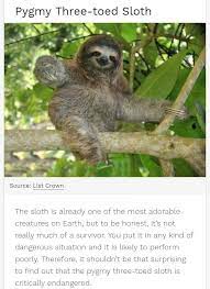 Pin By Ricardo On How Do You Know Three Toed Sloth Creatures Sloth