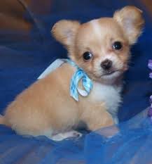 The chihuahua puppies in our nurseries have been reserved, however, we have two new litters on the way and we are taking reservations for those litters now! Chihuahua Dogs Sale Ireland 2021 Chihuahua Puppies Buy Buy Chihuahua Breeders Chihuahua Dogs Breed Chihuahua Dogs For Adoption