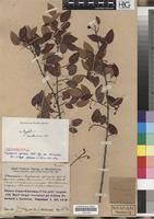 Image result for Maprounea