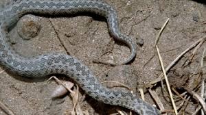 Безплатно за търговска употреба ✓ не се изисква признание на авторството ✓. Pepelyanki I Usojnici Napadnaha Varna 10 Dushi Sa V Bolnica