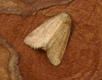 Image result for Photedes minima