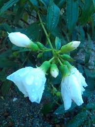 Pin On Flowers And Plant