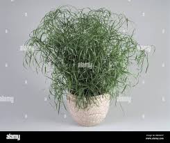 Image result for Cyperus spiralis