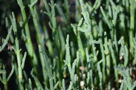 Image result for Salicornia pachystachya
