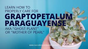 It helps to lower blood glucose level; Graptopetalum Paraguayense Ghost Plant Succulents And Sunshine