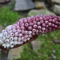 Image result for Anchomanes